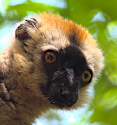 Tsingy Lemur Red Fronted Brown