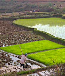 Zafimaniry Rice Planting