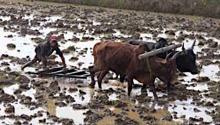 Zafimaniry Rice Preparing