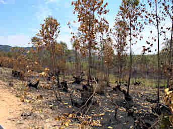 Zafimaniry Burned Trees