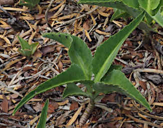 Zombitse Plant Xxx PB061356