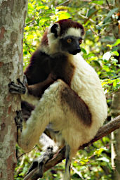 Zombitse Lemur Verreauxs Sifaka PB071372
