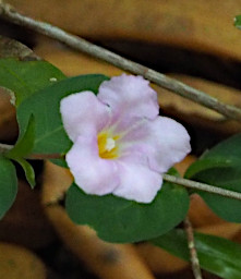 Zombitse Flower Xxx Pink