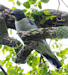 Zombitse Bird Cuckoo Shrike