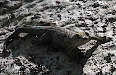 Zombitse Lizard Xxx