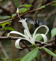 Zombitse Flower Xxx White