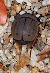 Zombitse Bug Xxx Beetle