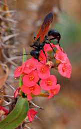 Zombitse Flower Xxx Red Bug Xxx