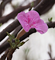 Zombitse Flower Xxx Pink