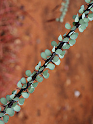 Zombitse Plant Xxx