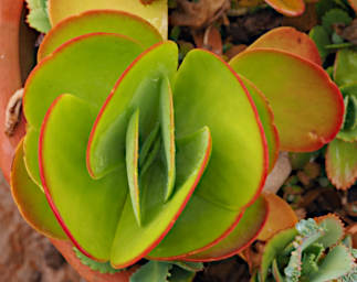 Zombitse Plant Xxx