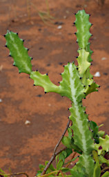 Zombitse Plant Xxx