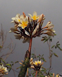 Zombitse Flower Xxx White Yellow