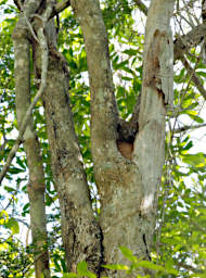 Zombitse Lemur Zombitse Sportive