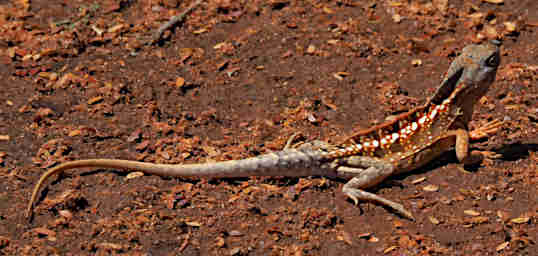 Zombitse Lizard Three Eyed