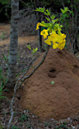 Zombitse Flower Xxx Yellow