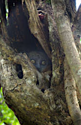 Zombitse Lemur Zombitse Sportive