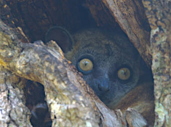 Zombitse Lemur Zombitse Sportive