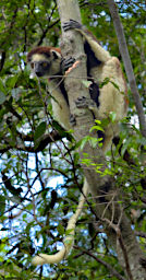 Zombitse Lemur Verreauxs Sifaka