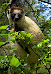 Zombitse Lemur Verreauxs Sifaka