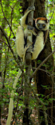 Zombitse Lemur Verreauxs Sifaka