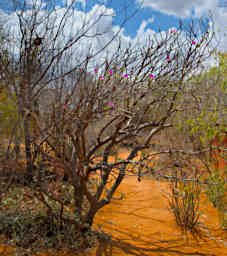 Zombitse Tree Flower Xxx Purple