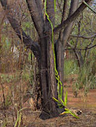 Zombitse Cactus Vine