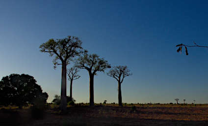 Zombitse Baobabs Sunrise