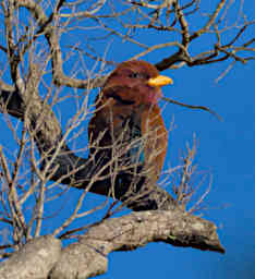 Zombitse Bird Broad Billed Roller