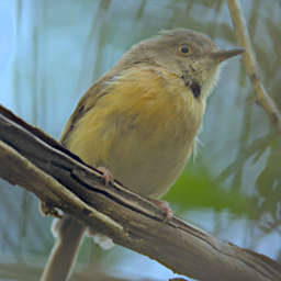 Zombitse Bird Common Newtonia