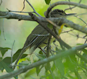 Zombitse Bird Xxx Long Billed Tetraka