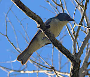 Zombitse Bird Red Tailed Vanga