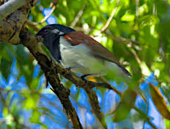 Zombitse Bird Rufous Vanga