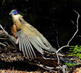 Zombitse Bird Giant Coua