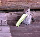 Chipmunk Celery Thief