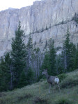 Mule Deer in Halfmoon Park Camp