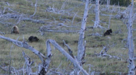 Grizzly and 2 cubs