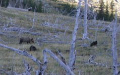 Grizzly and 2 cubs