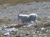 Billy goat on Scapegoat Mt