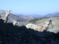 Bighorn sheep at bottom of gully