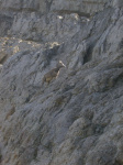 Bighorn sheep at bottom of gully