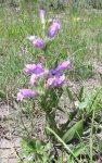 Penstemon