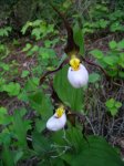 Lady Slippers