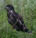 Immature Bald Eagle