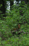 Moose Calf