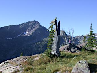 Dragon Lady Tree, gnarled dead Limber Pine