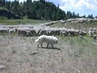 Sheep guard dog