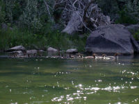 Mergansers