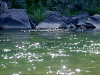 Mergansers