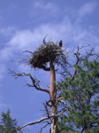 Eagle's nest